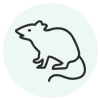 Rodent Removal services in NY